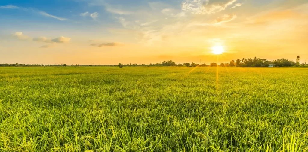 Food And Agriculture